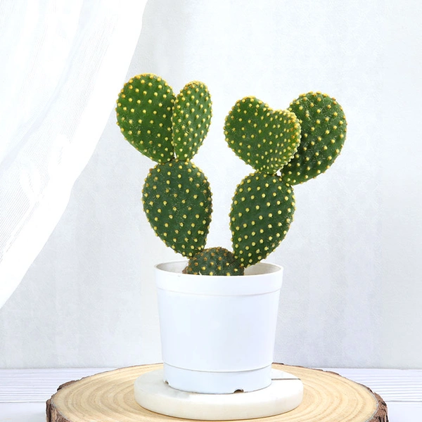 Bunny Ear Cactus Plant