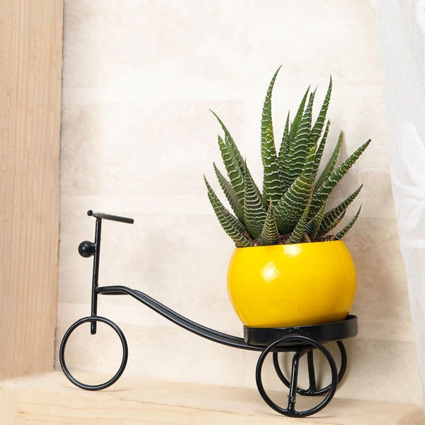 Non-Fussy Haworthia Plant