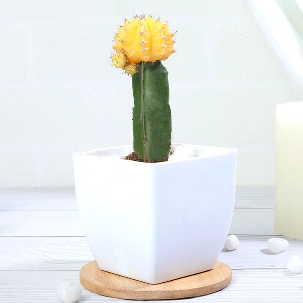 Yellow Moon Cactus Plant