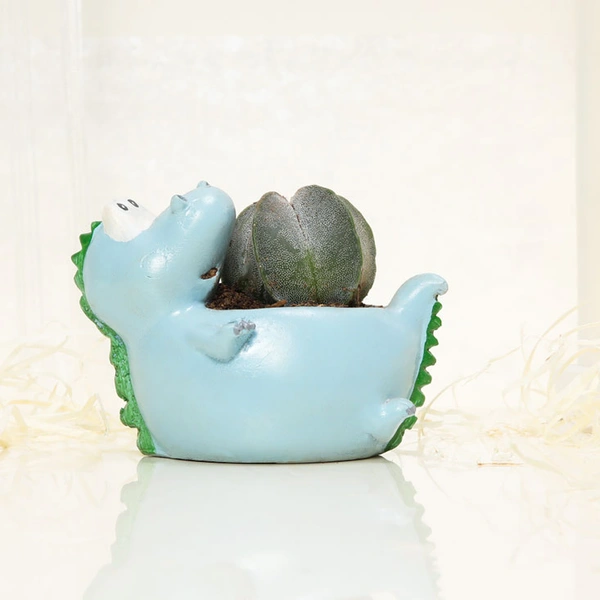 Ball Cactus In Sleeping Dinosaur