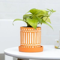 Ceramic Vase Holding Money Plant