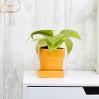 Work Station Money Plant