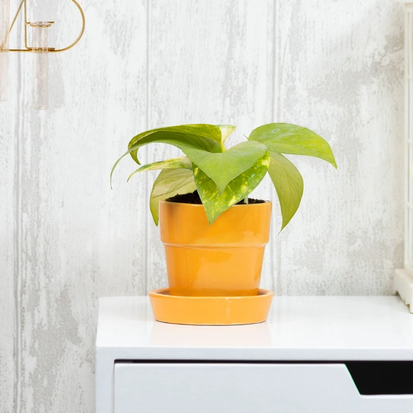 Work Station Money Plant