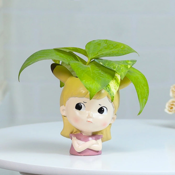 Money Plant For Angry Friend