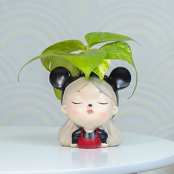 Money Plant For Cute Friend