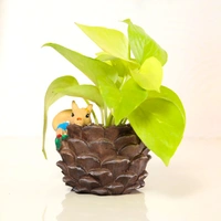 Golden Money Plant in Squirrel Coconut
