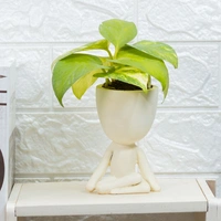 Money Plant in Yoga Pot