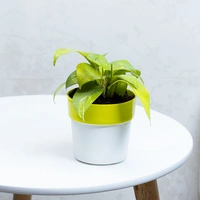 Money Plant In Green Stripped White Pot