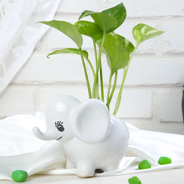 Money Plant In Baby Elephant