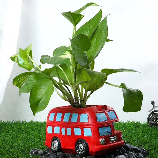 Green Money Plant In Red Bus