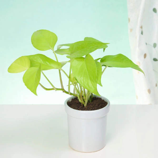 Easy to Grow Money Plant