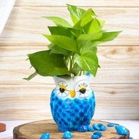 Blue Owl Pot With Golden Money Plant