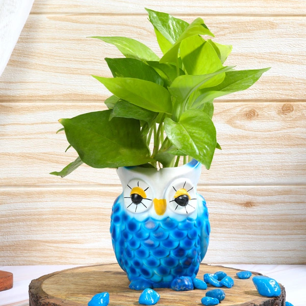 Blue Owl Pot With Golden Money Plant