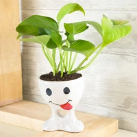 Funny Potted Golden Money Plant