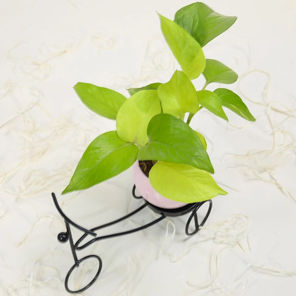 Exquisite Golden Money Plant