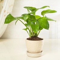 Favourable Green Money Plant
