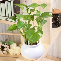 Potted Green Money Plant