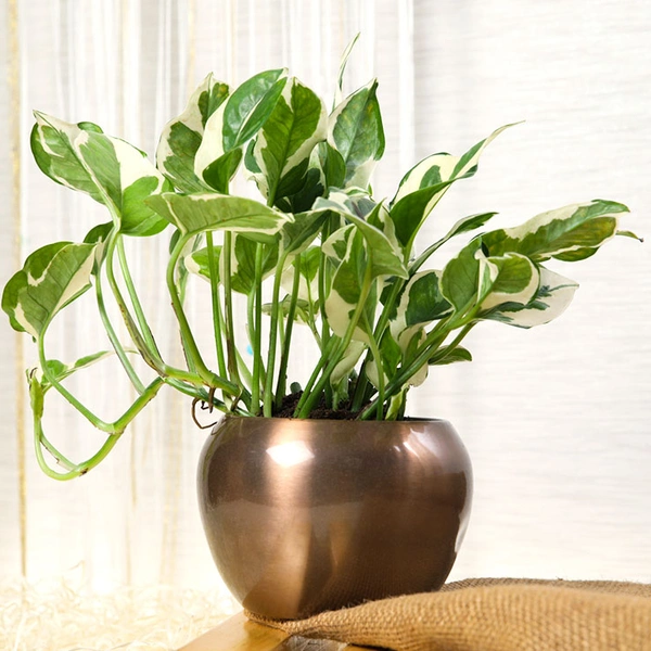 Displaying Beauty with White Pothos