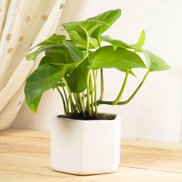 Fortunate Money Plant