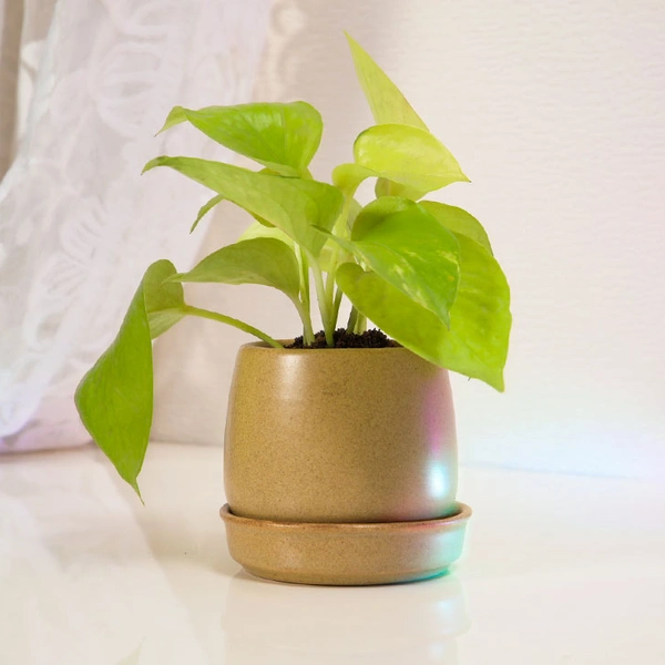 Go Green Money Plant
