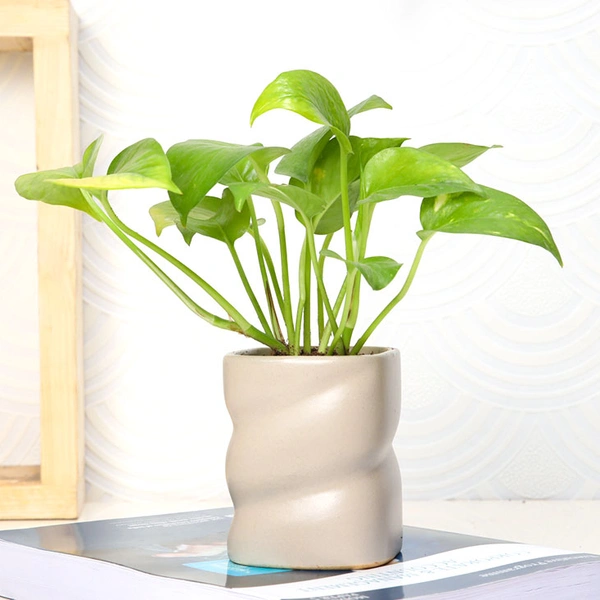 Multi-Functional Money Plant