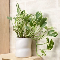 Stunning White Pothos Plant