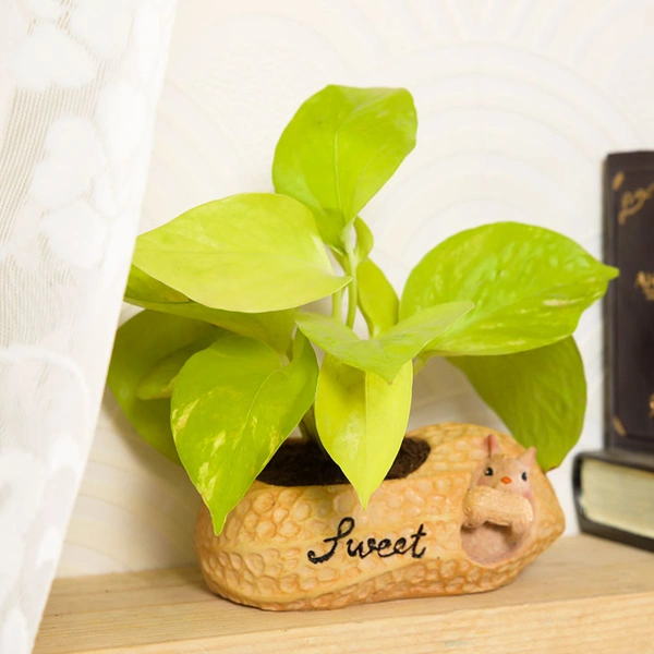 Golden Money Plant In Squirrel Peanut