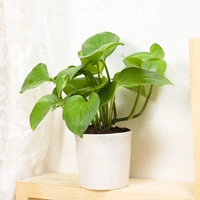 Lucky Green Money Plant