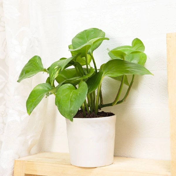 Lucky Green Money Plant
