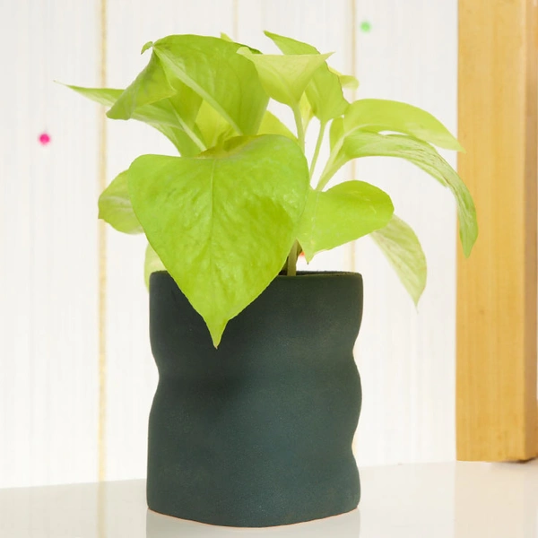 Vaastu Special Money Plant