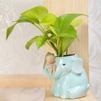 Money Plant In Cute Girl On Elephant