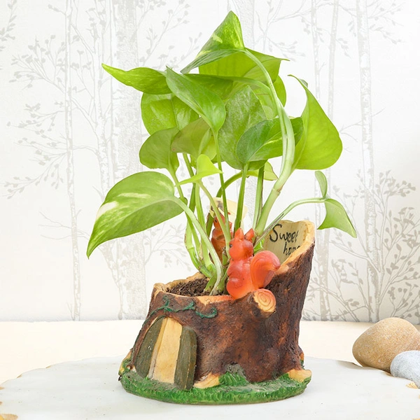 Money Plant in Squirrel Home