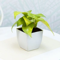 Green Money Plant In White Pot