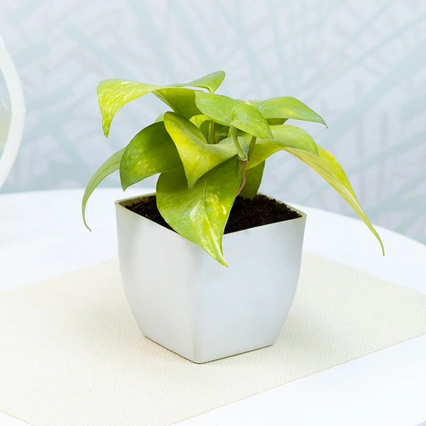 Green Money Plant In White Pot