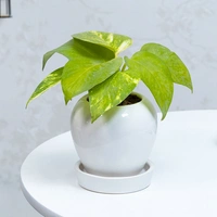 Indoor Money Plant