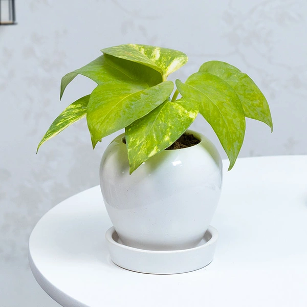 Indoor Money Plant