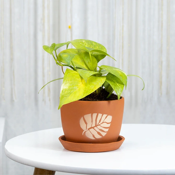 Money Plant For Indoor Spaces