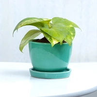 Lots Of Luck Money Plant