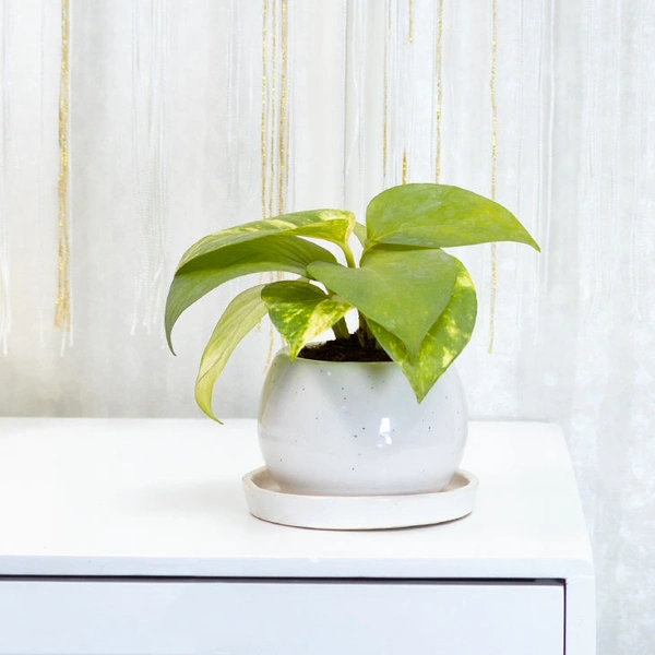 Momentous Money Plant In Ceramic Vase