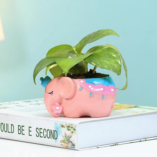 Good Luck Money Plant In Cute Elephant