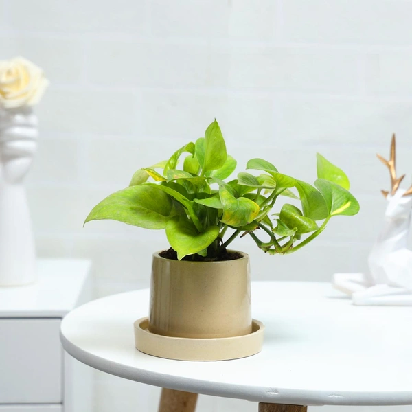Ceramic Potted Money Plant with Base Plate