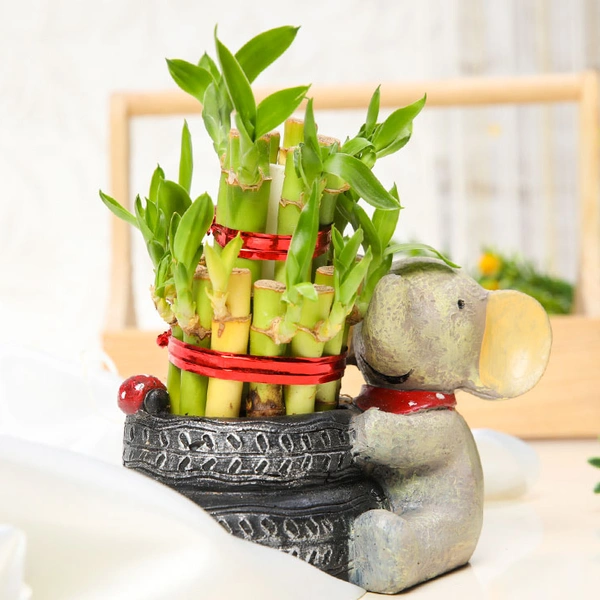 Baby Elephant With Lucky Charm Bamboo