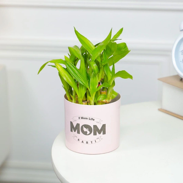 Personalised Lucky Bamboo For Mom In Pink Pot