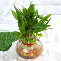 2 Layer Lucky bamboo In Glass Bowl