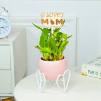 Heart Stand Of Pot With Lucky Bamboo For Mom