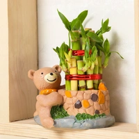 Cute Teddy Bear Potted Lucky Bamboo