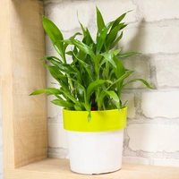 Utmost Purity Lucky Bamboo