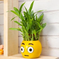 Emoji Potted Lucky Bamboo