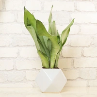 Snake Plant in Ceramic Vase