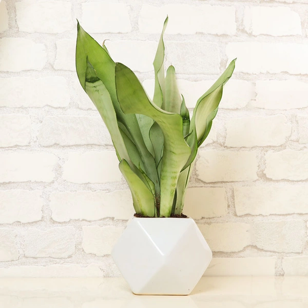 Snake Plant in Ceramic Vase